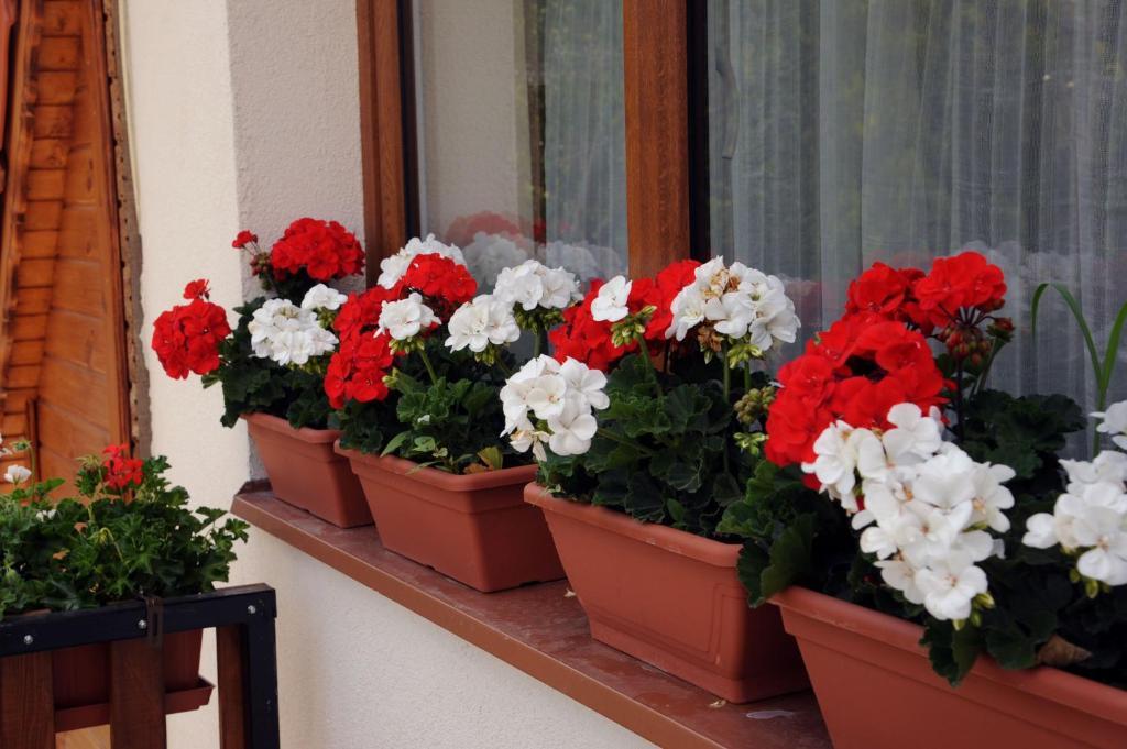 Arany Szolo Wellness Apartmanhaz Heviz Bilik gambar